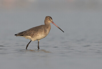 Black-tailed Godwits at Eker coast of Bahrain