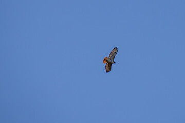 Flying Red-Tailed Hawk