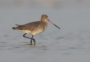 Portrait of a Black-tailed Godwit at Eker coast of Bahrain
