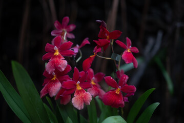Red orchid flowers on dark green leaves background. Unusual small red orchids - 746665480