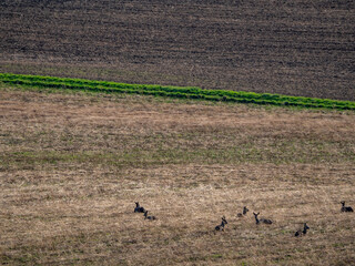 Ein Rudel Rehe liegt im Feld