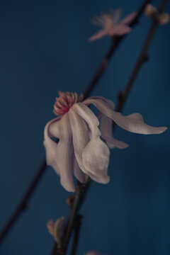 Fototapeta Early spring flower branches blooming inside the house. Macro shoots on a blue background. Easter celebrations. Beautiful details of petals and flowers