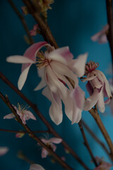 Early spring flower branches blooming inside the house. Macro shoots on a blue background. Easter celebrations. Beautiful details of petals and flowers