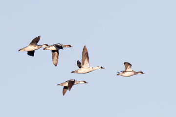 Smew
