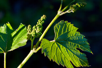 Vine leaves. Flowering of the grape. Grape in blossom. Fresh green vine leaf growth. First grape leaves in spring. Grape ovary. Young leaves of grapes. Shoots of grapes
