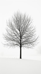 Lone Tree Standing in Snowy Field