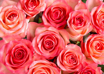 Beautiful floral backround. Close-up of pink rose flowers,  bouquet of roses as background. Top view.