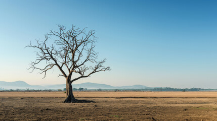 Fototapeta na wymiar Lone Tree Stands in Barren Field