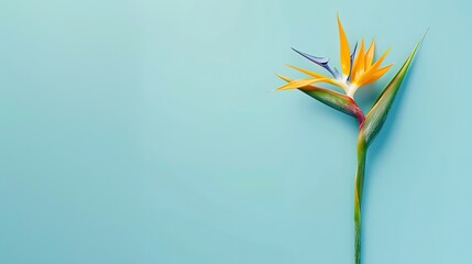 Vivid Bird of Paradise flower isolated on a smooth pastel blue backdrop, highlighting simplicity and elegance. - obrazy, fototapety, plakaty