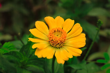 yellow zinnia flower bloom in garden at spring. yellow zinnia flower botanical name zinnia elegans. yellow zinnia elegans flower from asteraceae