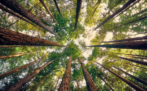 forest sequoia tree branch top cantabria