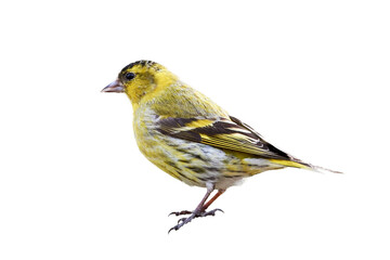 European siskin bird isolated on transparent background (Spinus spinus)
