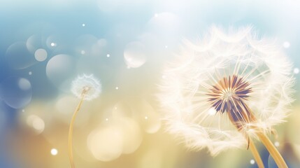 Fototapeta na wymiar Abstract dandelion flower background. Seed macro closeup. Soft focus . Spring nature