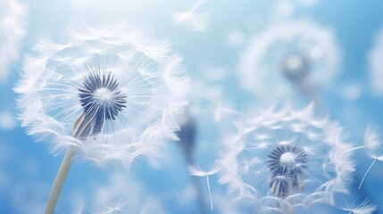 Abstract flower background, macro photo of a gentle blue dandelion backdrop, beauty of nature, spring time season