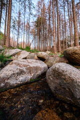 A forest creek babbles over moss-covered rocks, framed by towering pine trees, creating a serene natural soundscape
