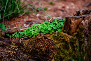 A cluster of clover thrives in the hollow of an old tree stump, a beautiful display of life's resilience in the forest