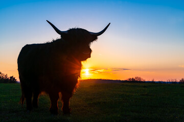 Portrait of single highland cattle cow on meadow pasture at sunset in Sauerland, Germany. Isolated...