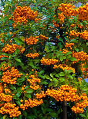 A scattering of golden berries beckons to the Pyracantha gorodchataya (orange). A thorny shrub that protects your house from unexpected guests.