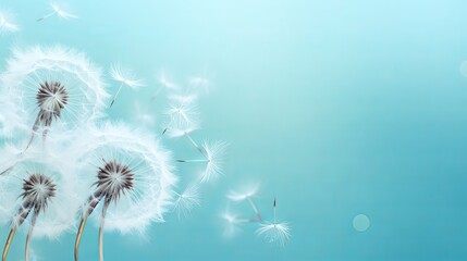 Beautiful dandelion flowers with flying feathers on turquoise background, vintage card, macro