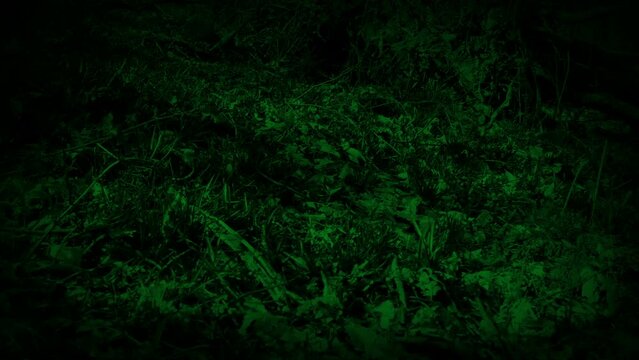 POV Creature Runs Through The Forest Ground Level