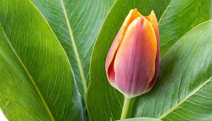 tulip tree flower and leaf close up - obrazy, fototapety, plakaty
