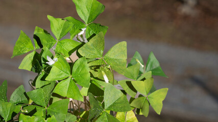 Close up of green shamrock leaf with water drops, selective focus.