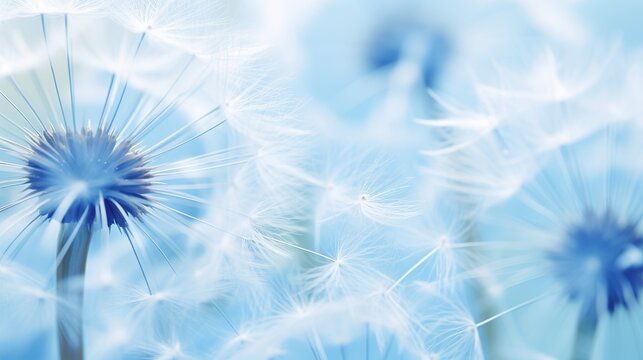 Blue abstract dandelion flower background, extreme closeup with soft focus, beautiful nature details