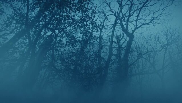 Trees Towering Above In Dark Misty Woods