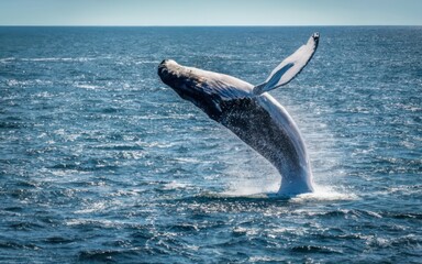 Humpback whale jumps high into the air