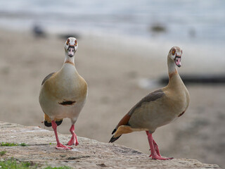 Egyptian geese on the river