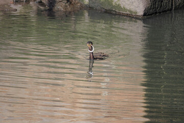 Cormorant fishing eels