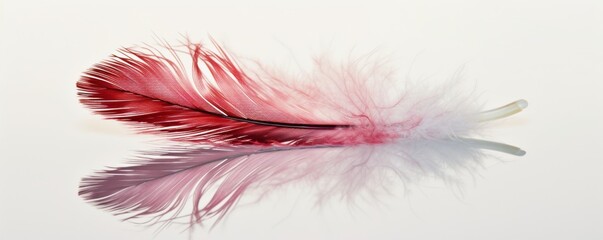 Obraz premium Red and White Feather Resting on White Surface