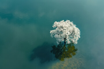 white blossom tree tree in the water in the style of 