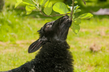 Ein Blatt, das schmeckt!