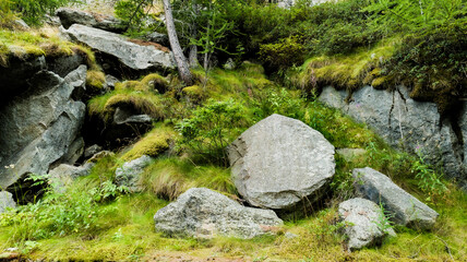 Ceresole Reale, Italy. Generic view of a mid-alpine mountain forest environment, in Val Orco, in Piedmont, Italy. Generic undergrowth background with rocks and vegetation.