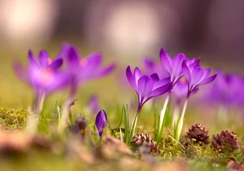 Stoff pro Meter Wiosenne kwiaty, Fioletowe Krokusy na łące © mycatherina