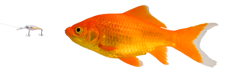 Innocent goldfish about to take the phishing bait