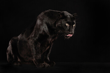 Ein schwarzer Panther sitzt vor schwarzem Hintergrund und leckt sich über das Maul, Studiofoto, Panthera pardus - obrazy, fototapety, plakaty