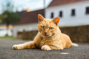 A portrait of a beautiful domestic cat 