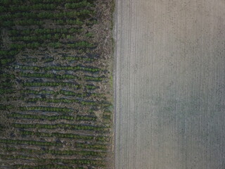 Newly Planted Forest AND FIELDS in bad weather 