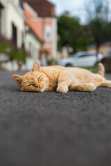 A portrait of a beautiful domestic cat 