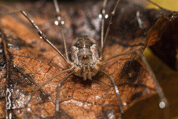 A spider on a brown leaf in nature