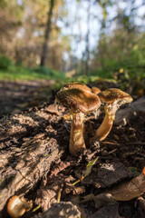 A mushroom on the ground growing in nature