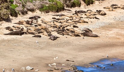 Point Reyes, United States - February 18, 2012 : sea lions laying on the pacific coast beaches relaxing in the sun