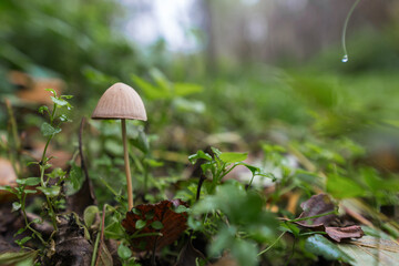 A mushroom on the ground growing in nature