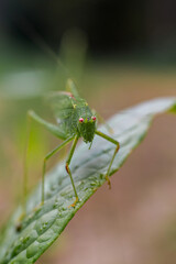 A green grasshopper on a leaf in nature
