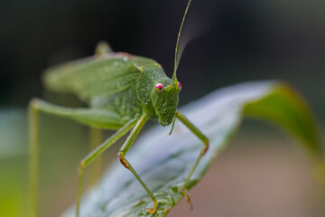 A green grasshopper on a leaf in nature