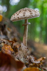 A mushroom on the ground growing in nature