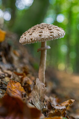 A mushroom on the ground growing in nature