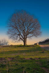 majestic tree stands alone with serene surroundings - 746685009